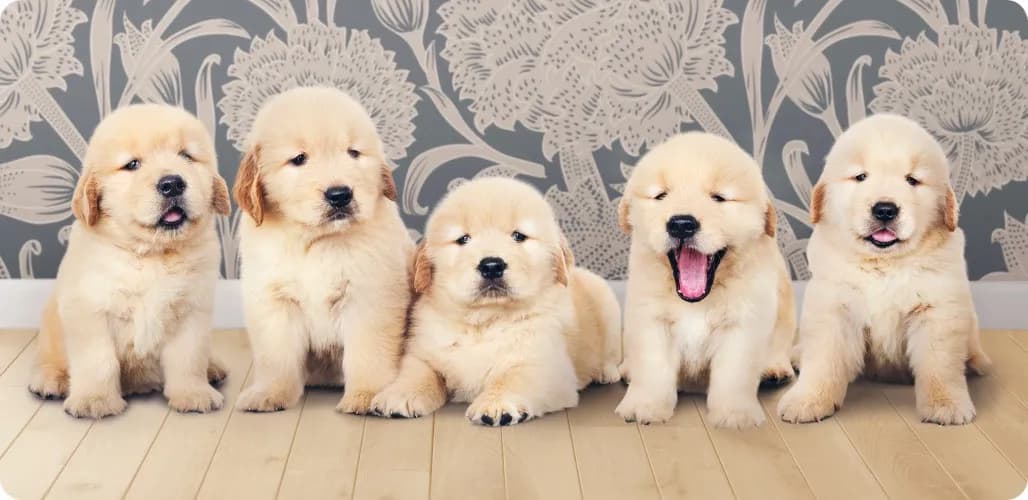 Golden retriever puppies